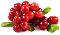 cranberry